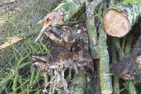 Kranke Bäume im Backumer Tal. Bei der regulären Kontrolle sind Birken mit Wurzelschäden aufgefallen. Die Bäume mussten kurzfristig gefällt werden. Kranke Bäume im Backumer Tal. Bei der regulären Kontrolle sind Birken mit Wurzelschäden aufgefallen. Die Bäume mussten kurzfristig gefällt werden.