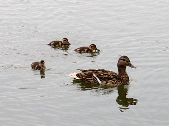 Stockente mit Nachwuchs (09.03)